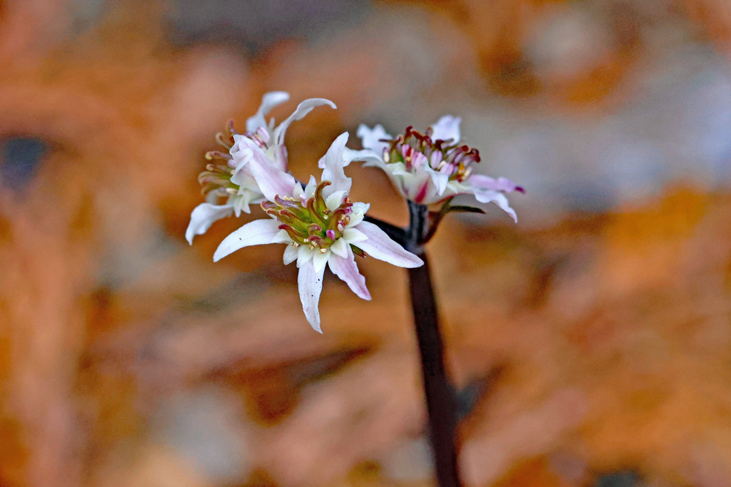 咲き始めのセリバオウレン