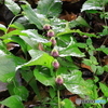 高知 雨の植物園 トラノオスズカケ