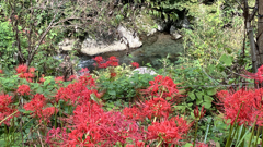 鏡川と彼岸花１