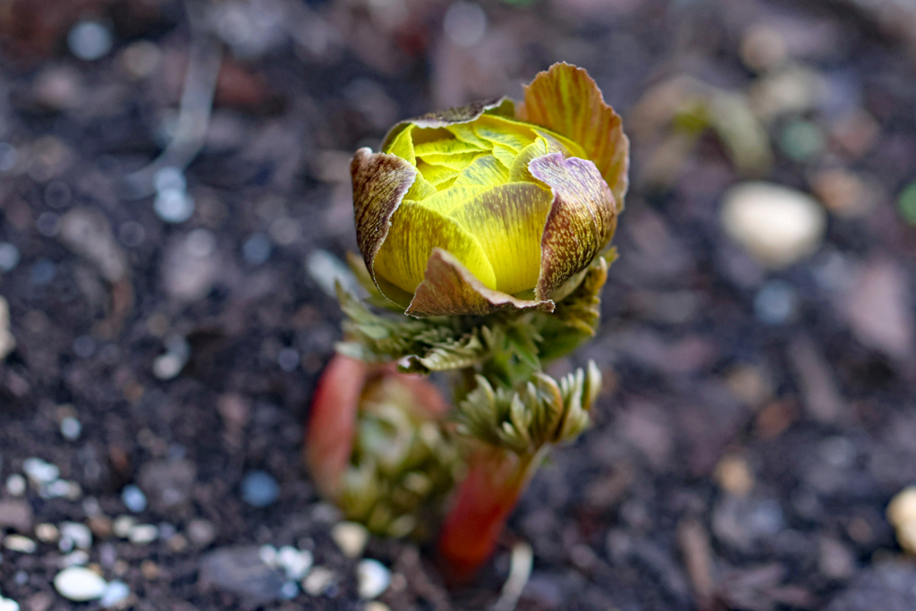 一番先に咲きそうな福寿草