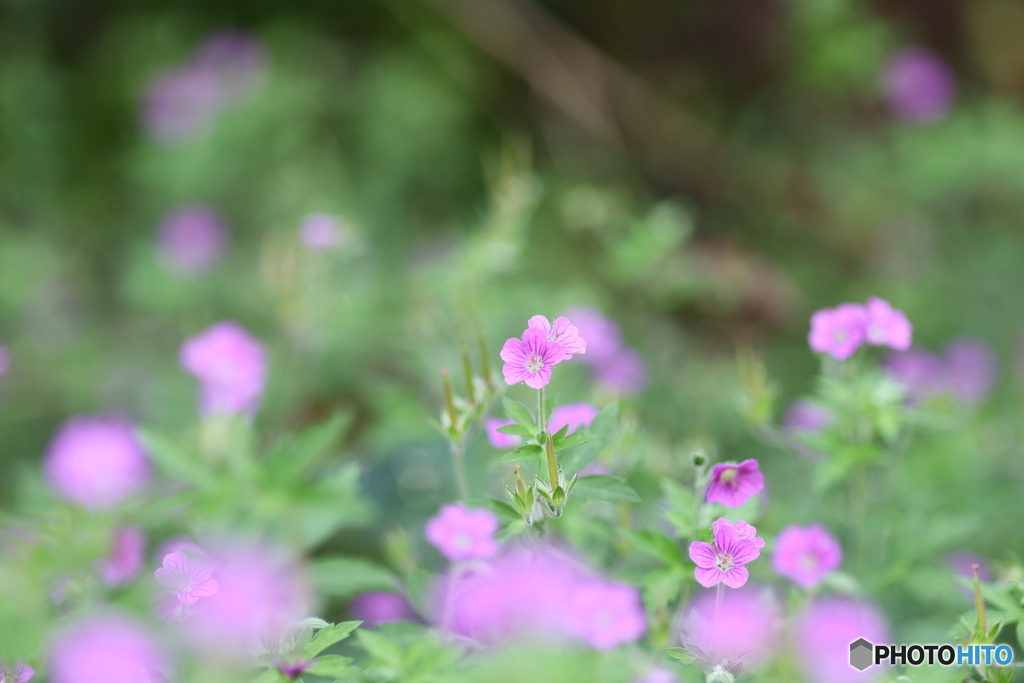 牧野公園　ゲンノショウコ