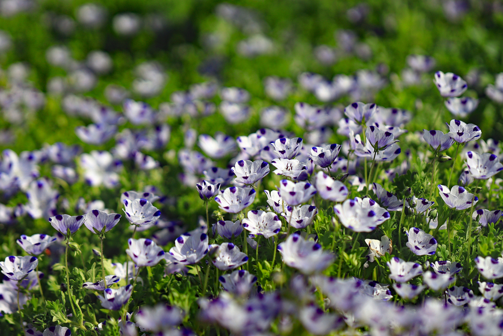 高知県立牧野植物園　ネモフィラマ