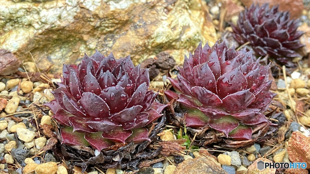 雨の牧野植物園 １