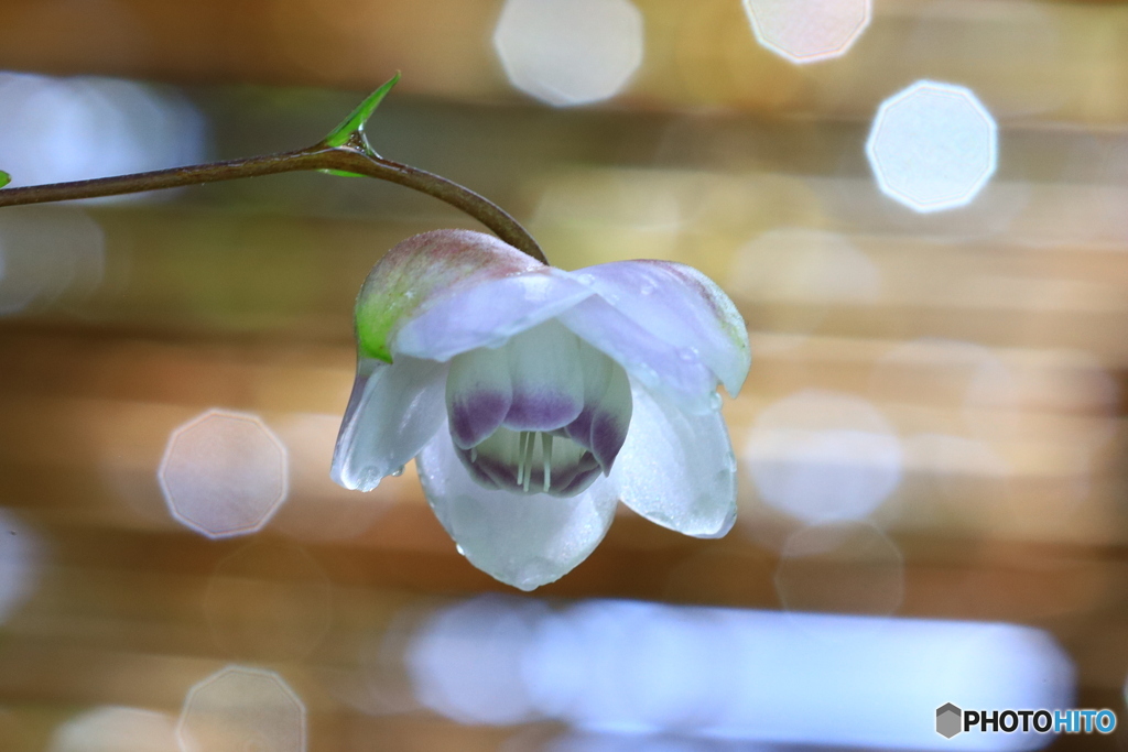 高知 雨の植物園 レンゲショウマ