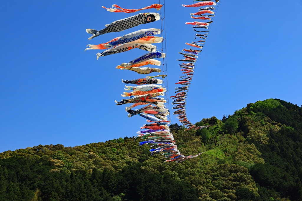 高知県四万十町　鯉のぼりの川渡し