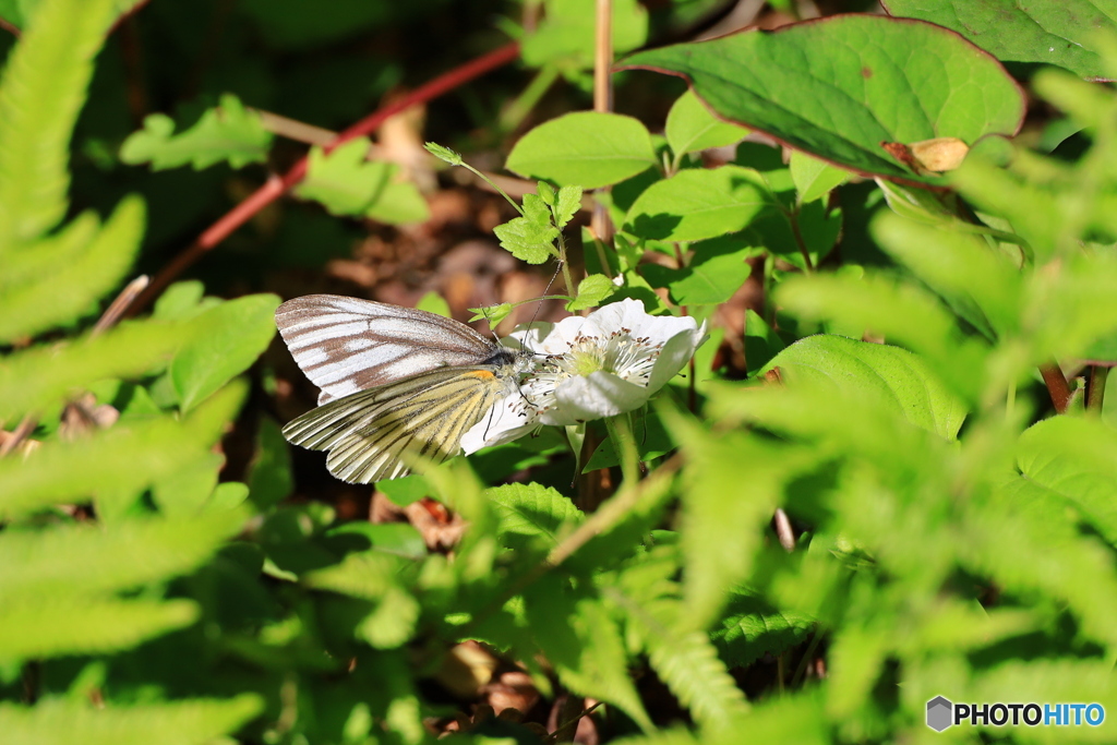 佐川　牧野公園　スジョグロシロチョウ