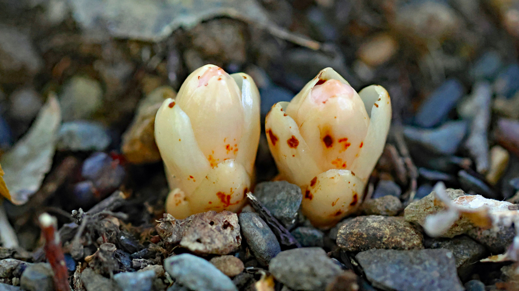 やっこさんと初対面１