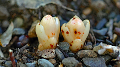 やっこさんと初対面１