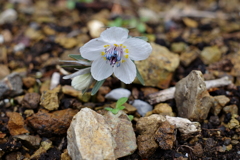 佐川 牧野公園 節分草