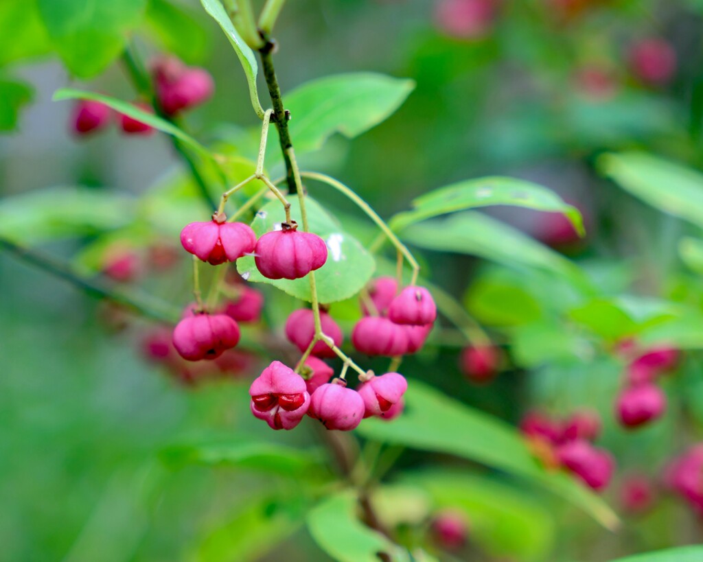 マユミの実が熟しました。