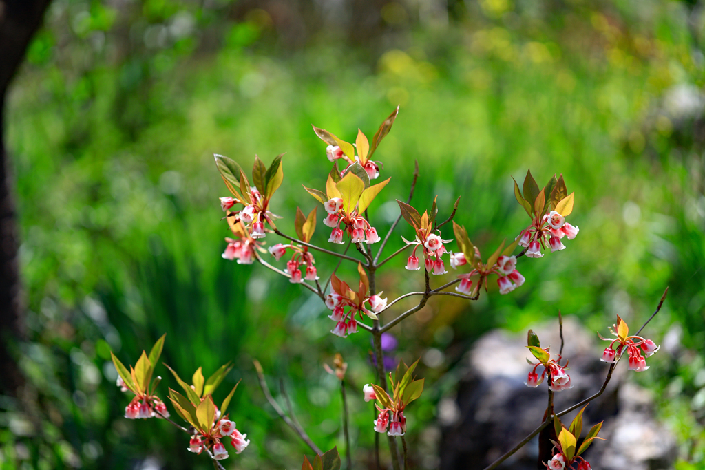 牧野植物園 コヤスドウダン