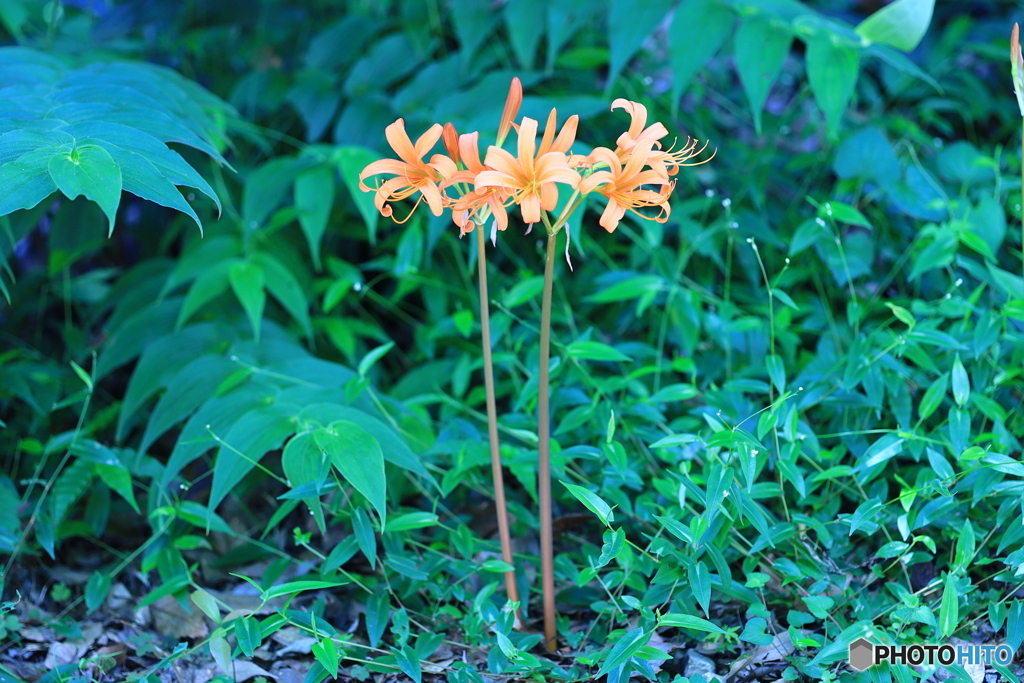 佐川町 牧野公園 大狐の剃刀