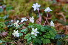 ちらほら咲き始めてるバイカオウレン