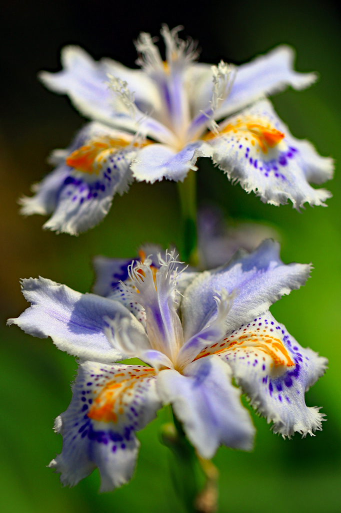 高知県立牧野植物園 シャガ