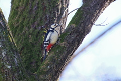 アカゲラ(オス)