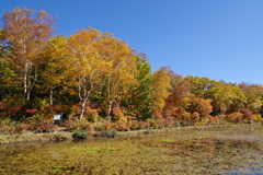 志賀高原・蓮池紅葉1