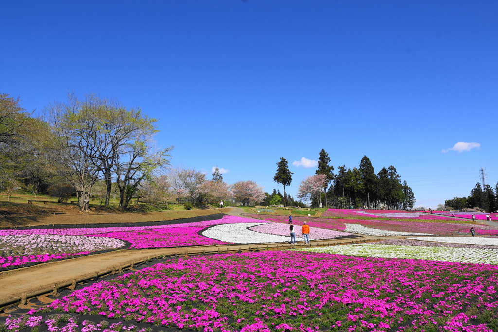 青空と芝桜