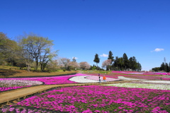 青空と芝桜