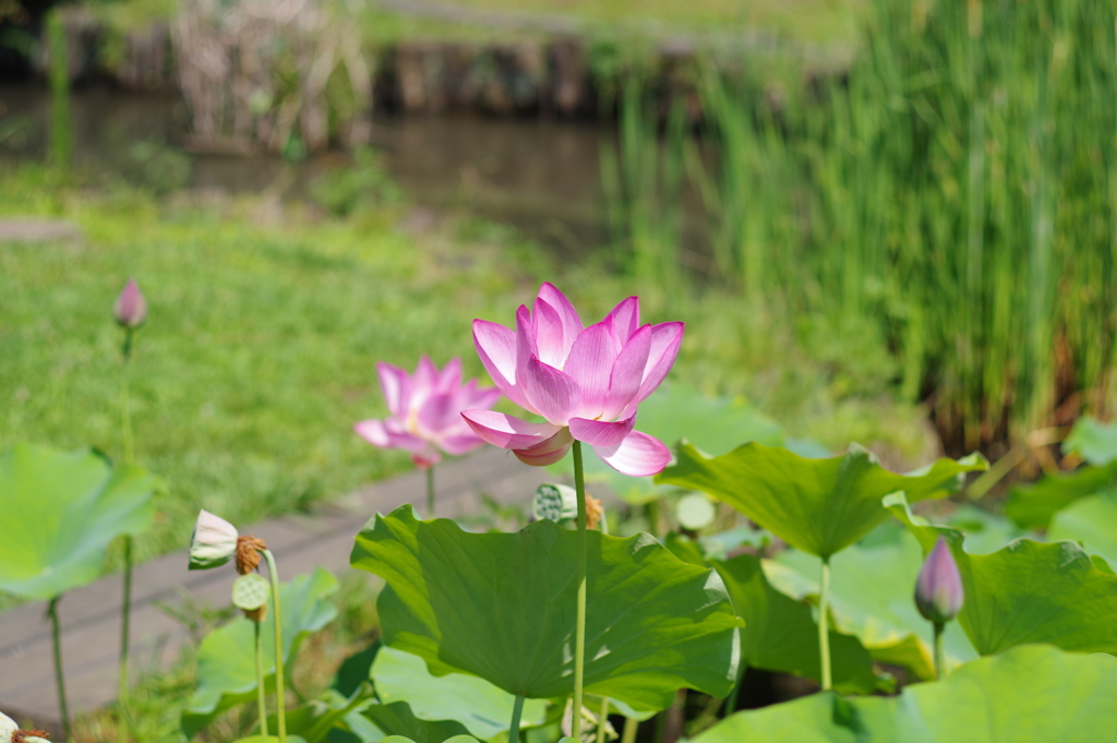 中央公園の古代蓮