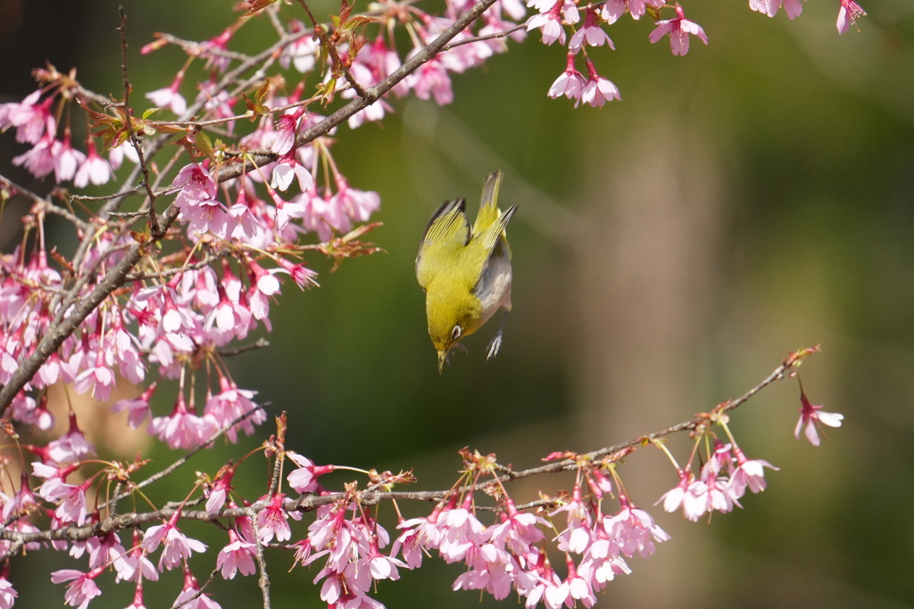 桜とメジロ