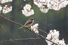 モズの花見