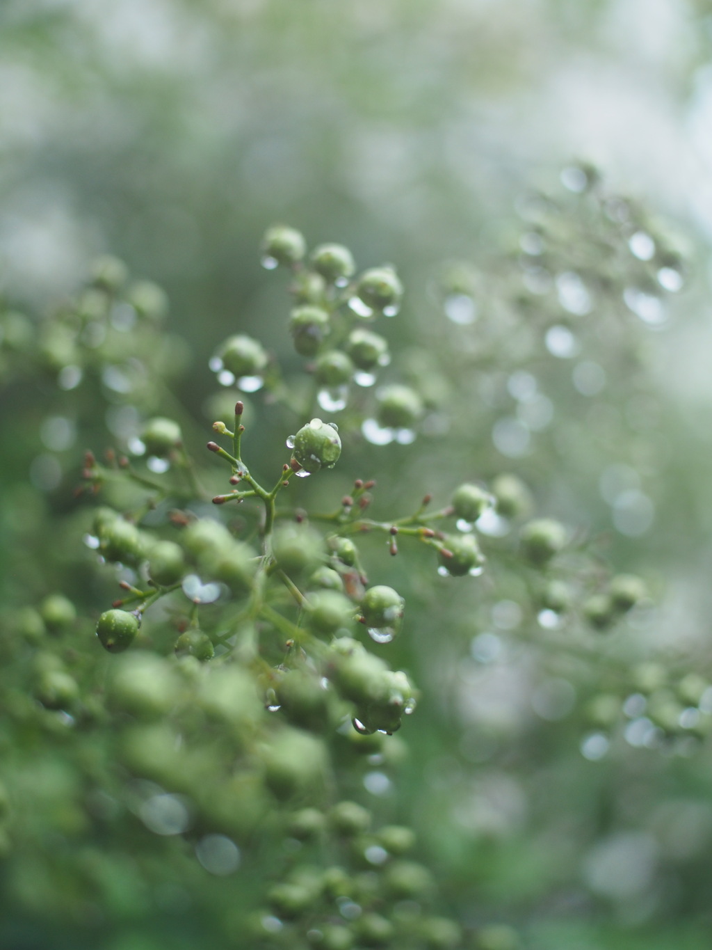 雨上がり