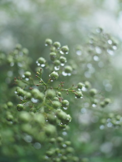 雨上がり