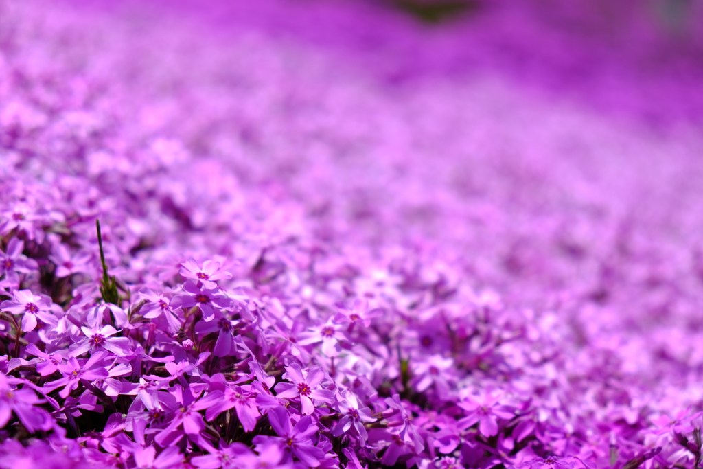 ピンク色の絨毯