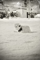 雪