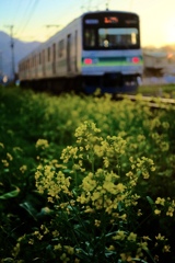 菜花と電車
