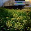 菜花と電車
