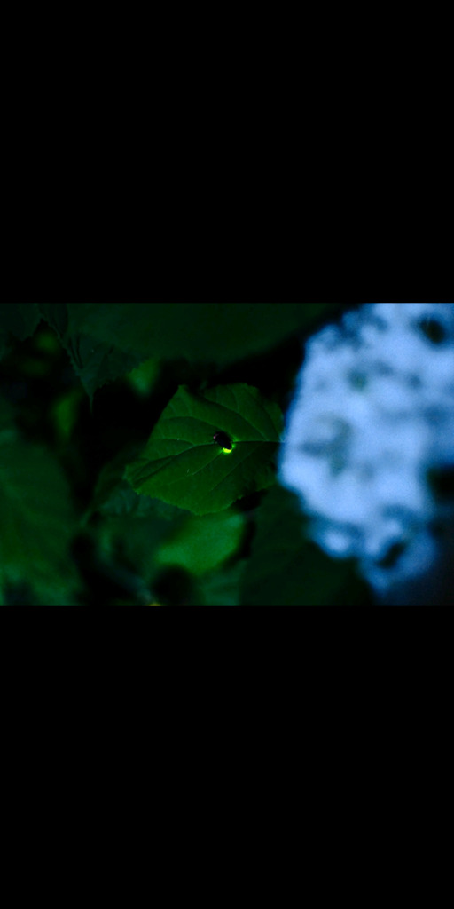 ホタル