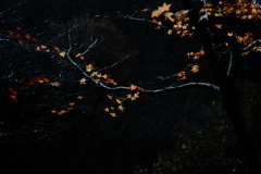 紅葉