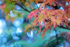 紅葉06