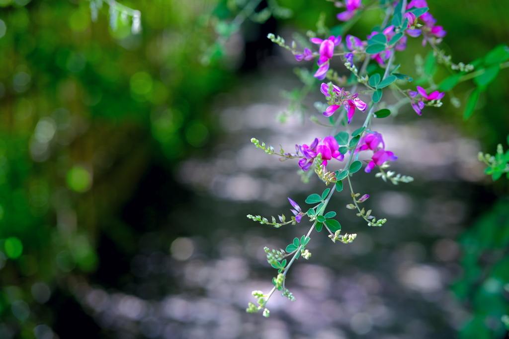 向島百花園の萩01