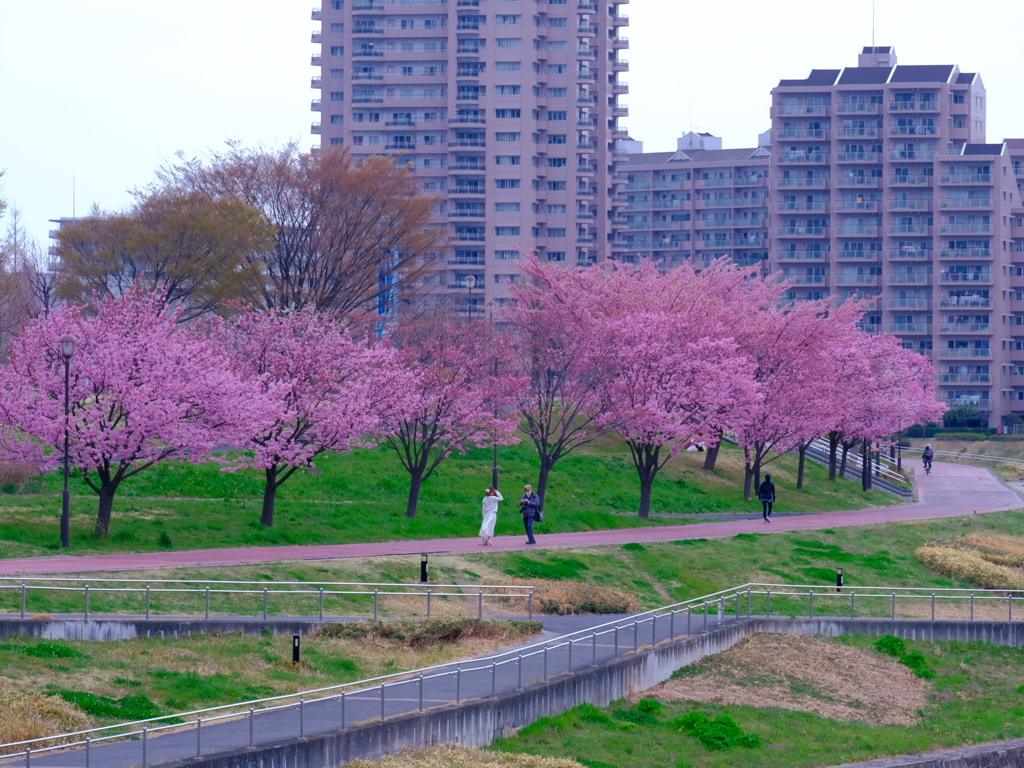 隅田川汐入公園の桜