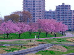 隅田川汐入公園の桜