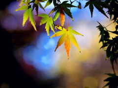 紅葉8