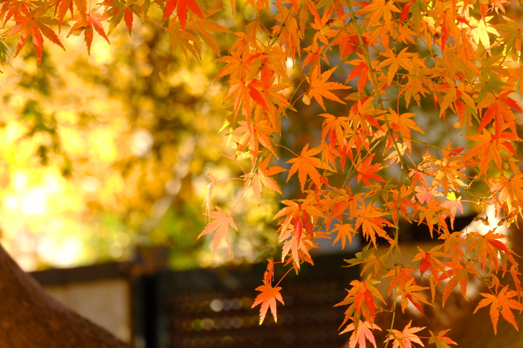 紅葉07