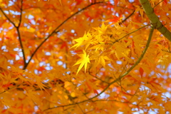 紅葉04