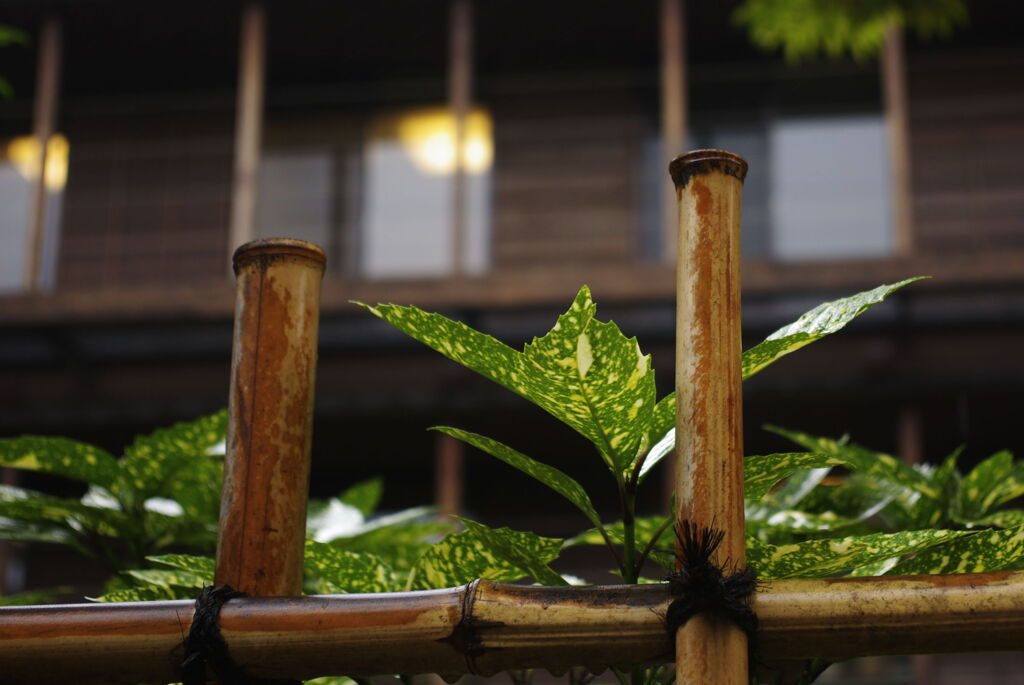 雨の谷根千