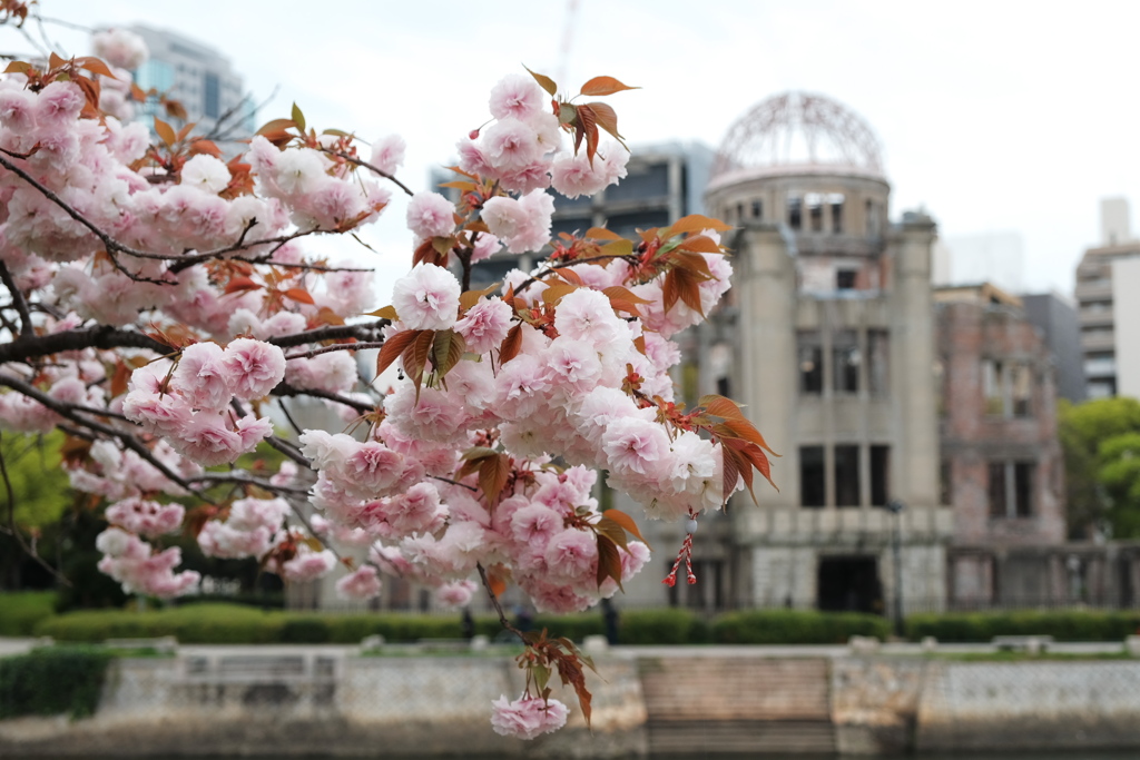 平和公園の桜
