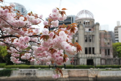 平和公園の桜