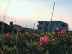夕暮れ