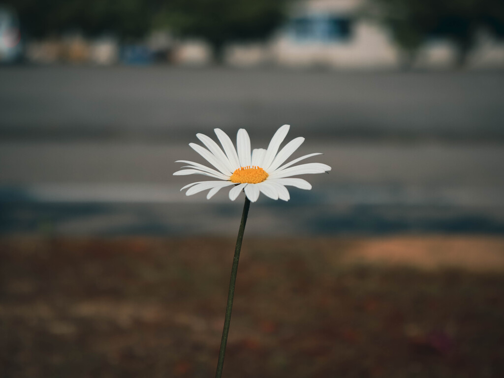 一輪