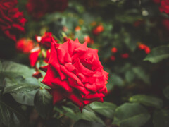 紅