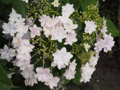 墨田の花火