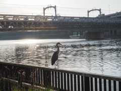 散歩道