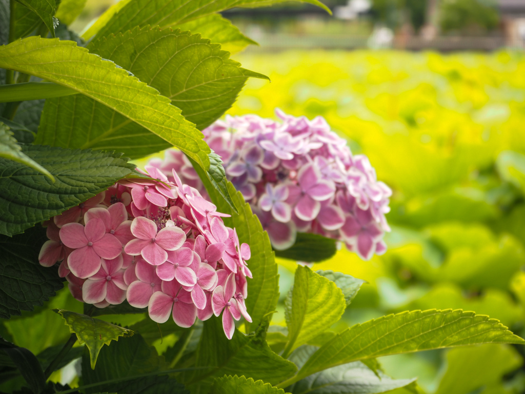 紫陽花