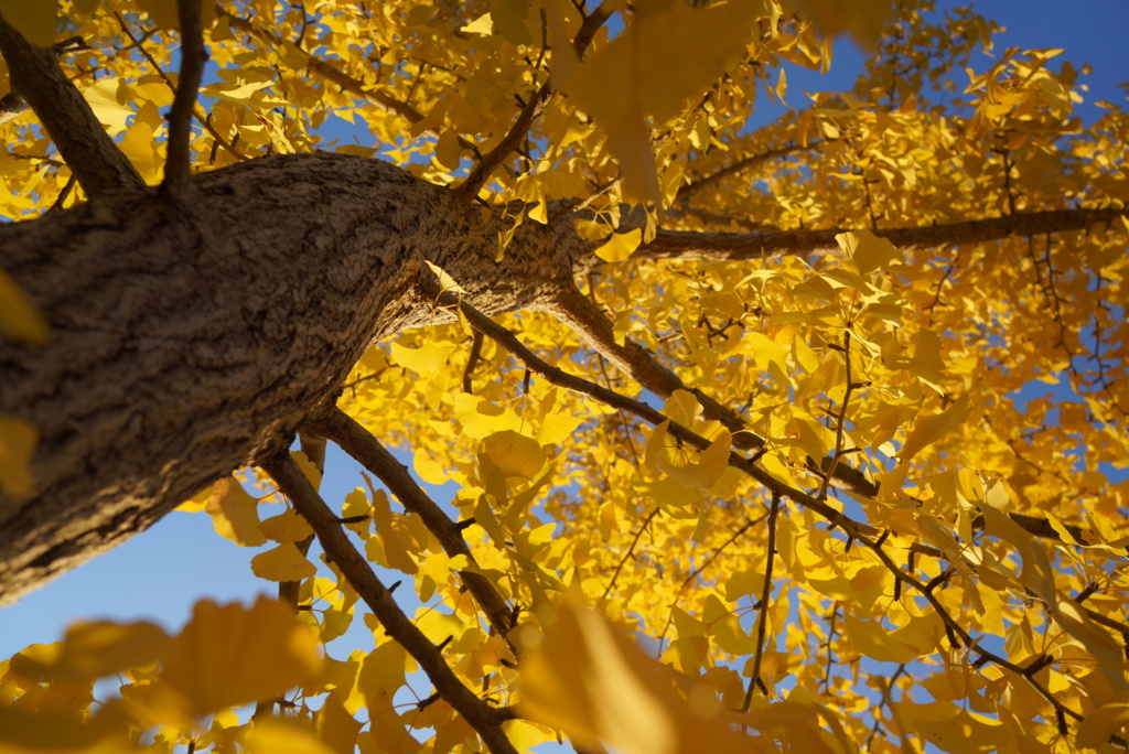 冴えわたる黄色